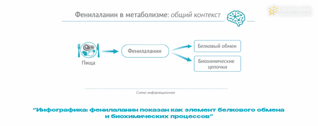 Инфографика- фенилаланин показан как элемент белкового обмена и биохимических процессов.png Инфографика- фенилаланин показан как элемент белкового обмена и биохимических процессов.png