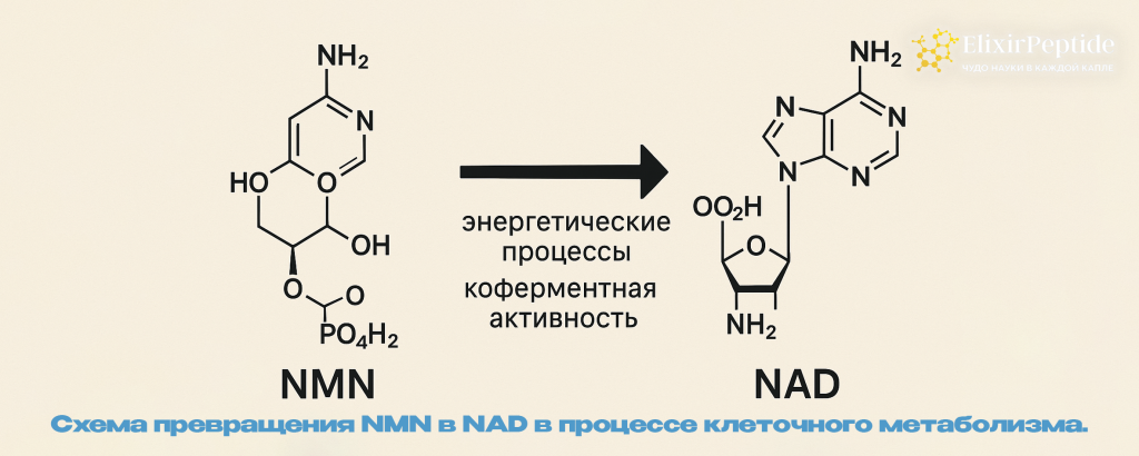 Схема превращения NMN в NAD в процессе клеточного метаболизма. .png Схема превращения NMN в NAD в процессе клеточного метаболизма. .png