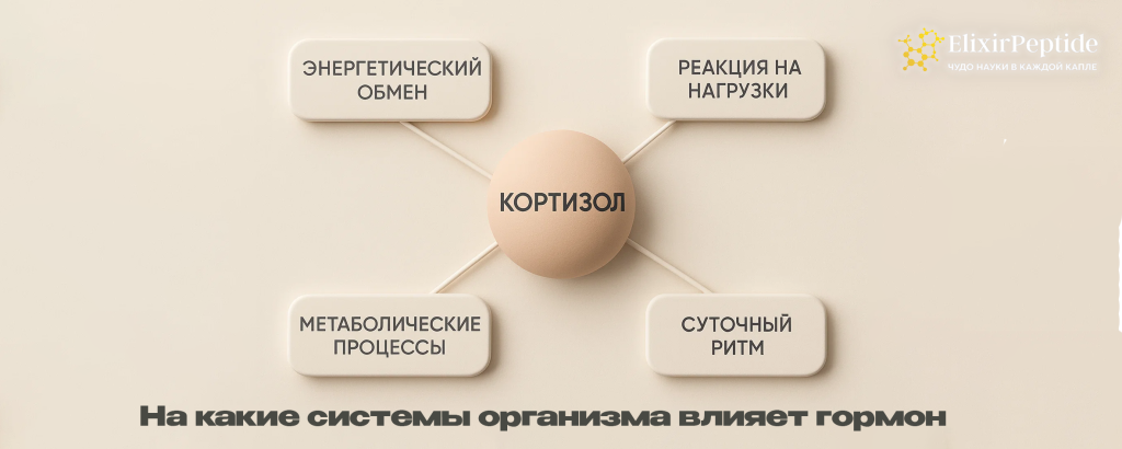 На какие системы организма влияет гормон.png На какие системы организма влияет гормон.png